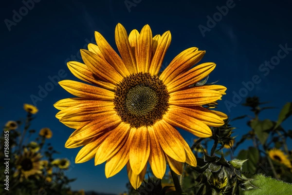 Obraz Burnt orange sunflower
