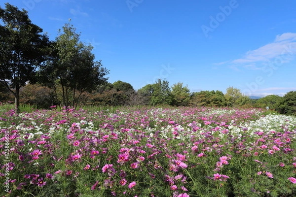 Fototapeta 馬見丘陵公園の秋景色