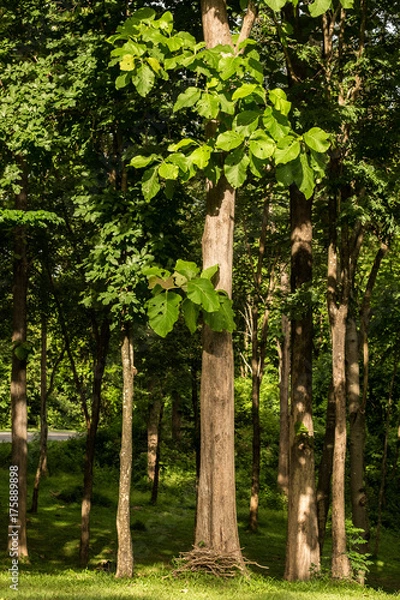 Obraz Teak tree