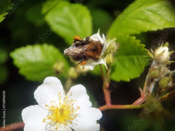 Obraz bee wasp on flower summer