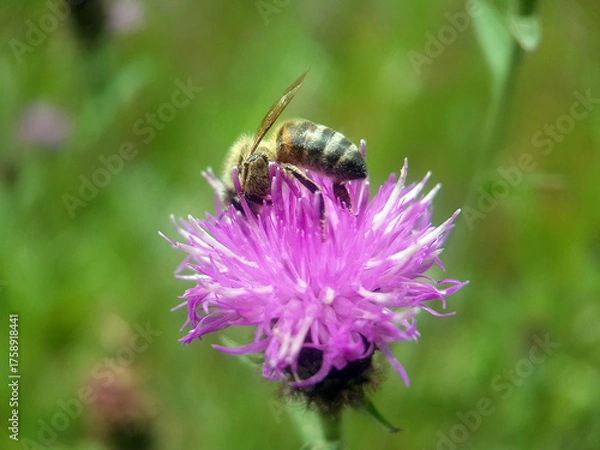 Obraz bee wasp on flower summer