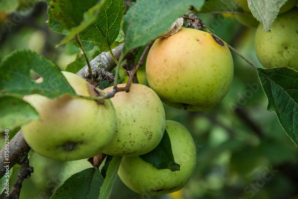 Fototapeta green apples with red on a tree in a nursery in the Vosges region in France at hte end of summer
