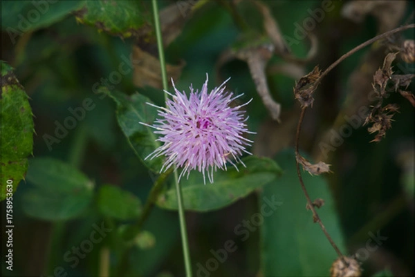Obraz thistle flower in bloom