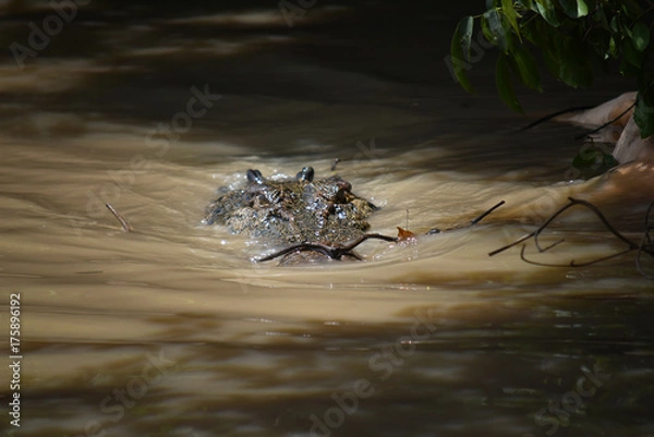 Fototapeta Close up of a wild and extreme dangerous salt water killer crocodile swimming the the Adelaide River in the Northern Territory, Australia near Darwin