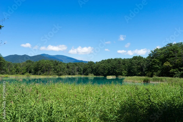 Fototapeta 五色沼の弁天沼のイメージ