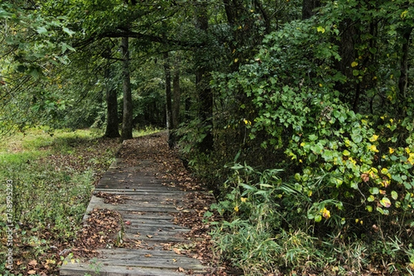 Obraz Autumn rainy day landscape of a nature trail boardwalk passing through a forest along the Natchez Trace Parkway in Mississippi.
