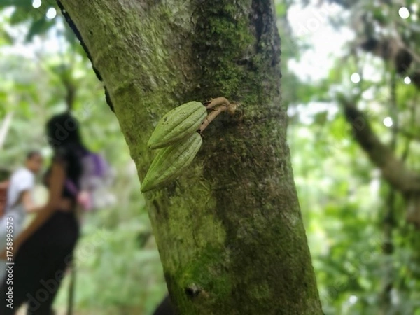 Fototapeta Close-up of a cocoa fruit pod hanging from a tree in a lush green forest