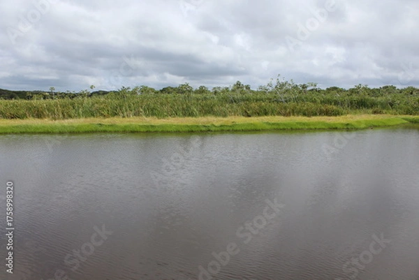 Obraz lake in the forest