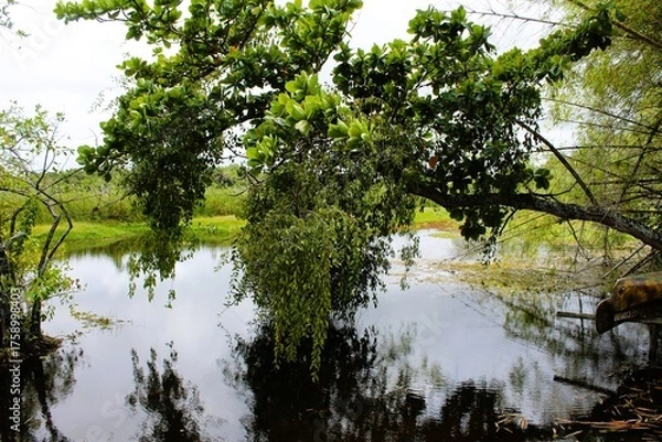 Obraz reflection of trees in water