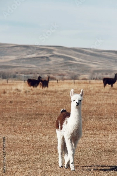 Obraz alpaca looking