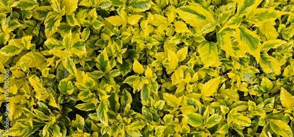 Obraz green grass background