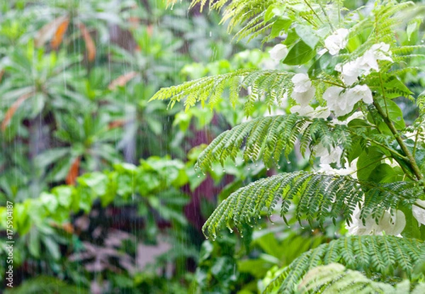 Obraz Tropical forest after the rain