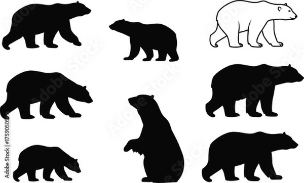 Fototapeta Bear silhouettes in various poses, walking, standing, crouching, outlined and solid black vector illustration for wildlife, nature, animal anatomy, educational content
