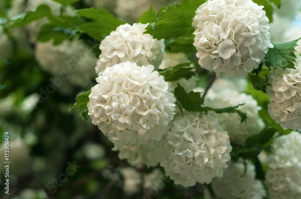 Fototapeta Chinese snowball viburnum flower heads are snowy. Blooming of beautiful white flowers in the summer garden. Delicate caves of white flowers on the branches.