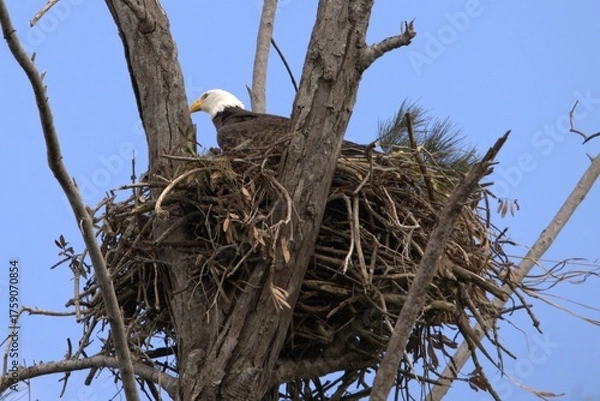 Obraz bald eagle in nest