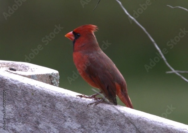 Obraz red cardinal on a branch