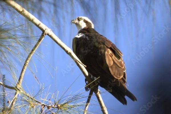 Obraz osprey eagle in the branch