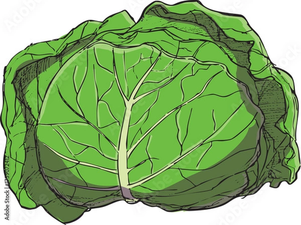 Fototapeta キャベツ　イラスト　カラー