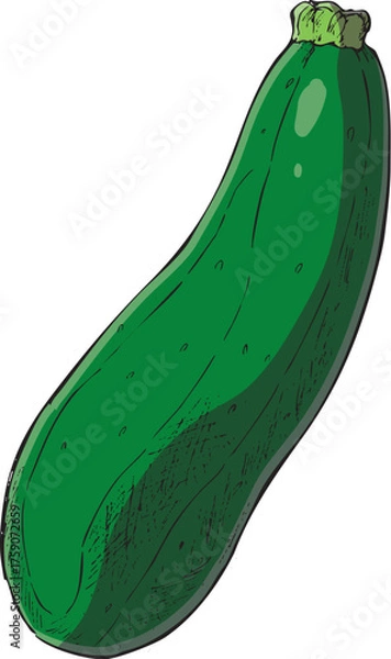 Fototapeta ズッキーニ　イラスト　カラー