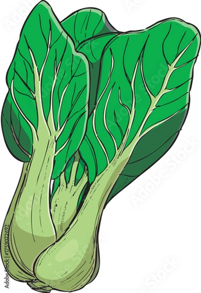 Fototapeta チンゲン菜　イラスト　カラー