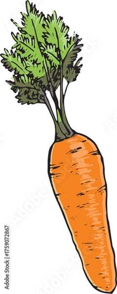 Fototapeta にんじん　イラスト　カラー
