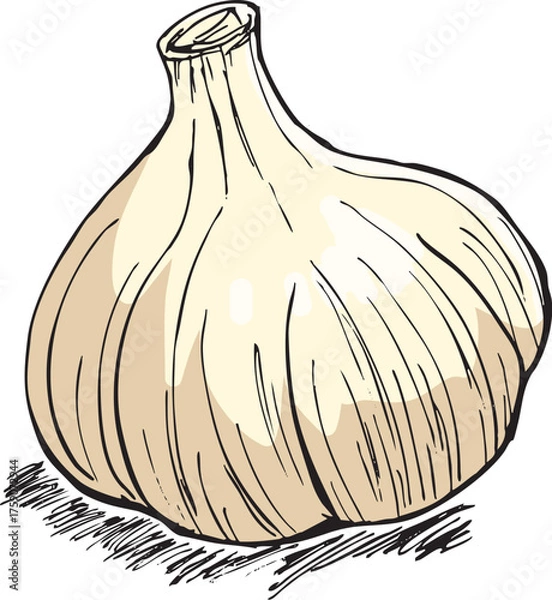 Fototapeta にんにく　イラスト　カラー