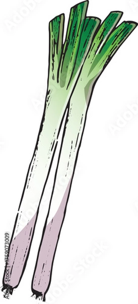 Fototapeta ねぎ　イラスト　カラー