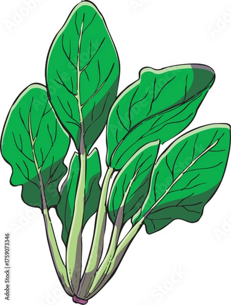 Fototapeta ほうれんそう　イラスト　カラー