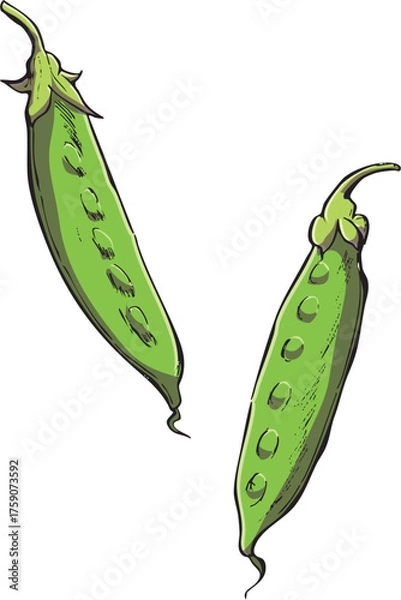 Fototapeta 絹さや　イラスト　カラー