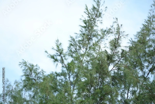 Obraz Casuarina tree branches with soft green needles swaying against a light blue sky, creating a peaceful and natural seaside atmosphere