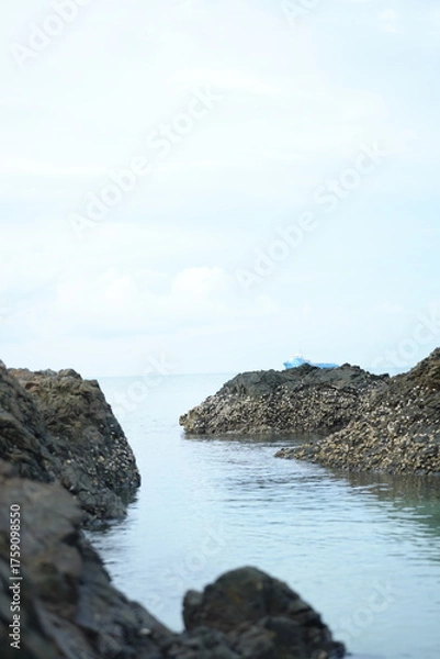 Fototapeta Close-up of seaside rocks covered with shells and marine algae, representing coastal ecosystem and natural richness