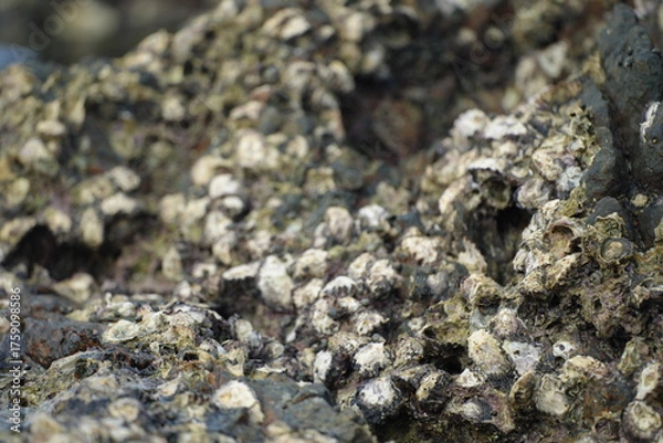 Fototapeta Close-up of seaside rocks covered with shells and marine algae, representing coastal ecosystem and natural richness