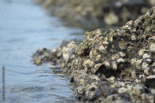 Fototapeta Close-up of seaside rocks covered with shells and marine algae, representing coastal ecosystem and natural richness
