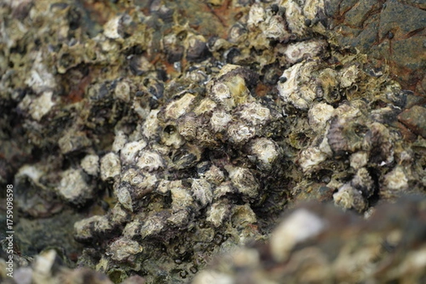 Fototapeta Close-up of seaside rocks covered with shells and marine algae, representing coastal ecosystem and natural richness