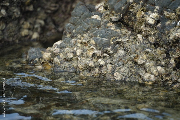 Fototapeta Close-up of seaside rocks covered with shells and marine algae, representing coastal ecosystem and natural richness