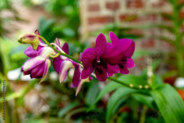 Obraz Purple Orchid