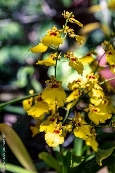 Obraz Yellow Orchids