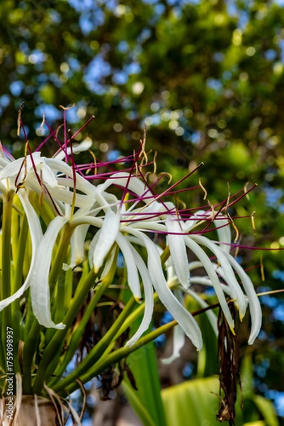 Obraz Spider Lily