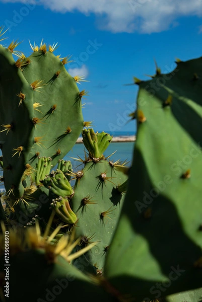 Obraz Prickly Pear Cactus