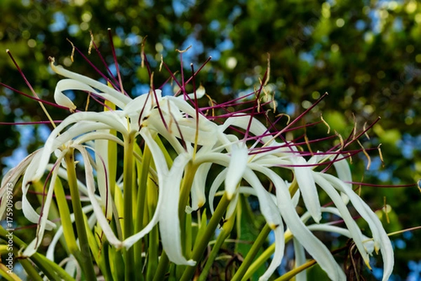 Obraz Spider Lilies