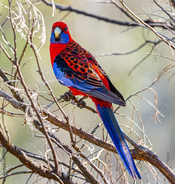 Obraz Crimson rosella