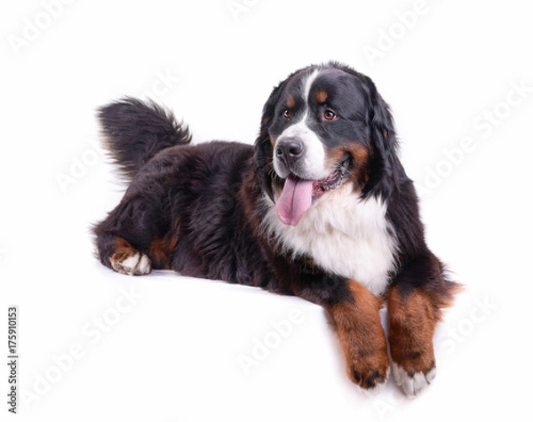 Fototapeta bernese mountain dog in front of white background studio