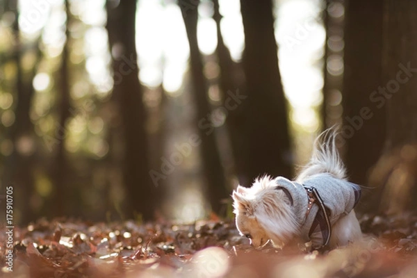Obraz 足元の秋を探すチワワ