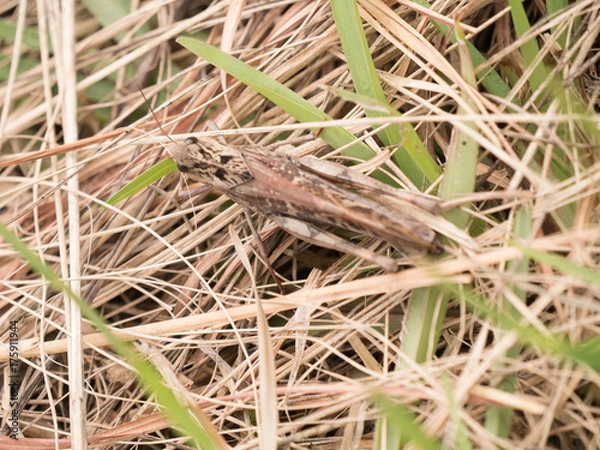 Fototapeta バッタ