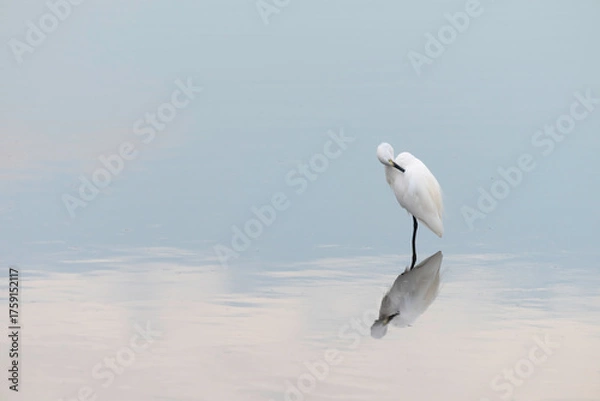 Obraz 湖面で羽を休めるシラサギ