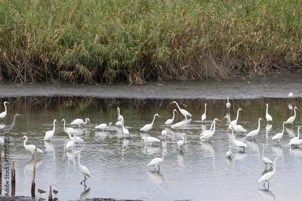 Obraz 水辺で過ごすシラサギの群れ