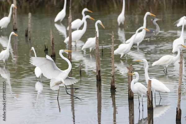 Obraz 水辺で過ごすシラサギの群れ
