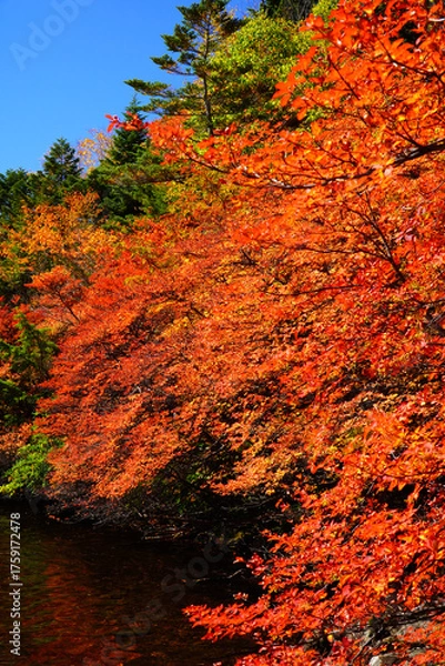 Fototapeta 秋の白駒池