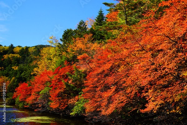 Fototapeta 秋の白駒池