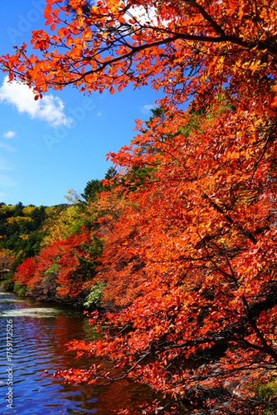 Fototapeta 秋の白駒池